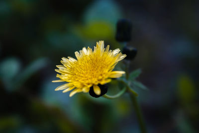 Close-up of yellow flower blooming outdoors