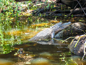 Water flowing in swamp