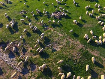 High angle view of birds on land