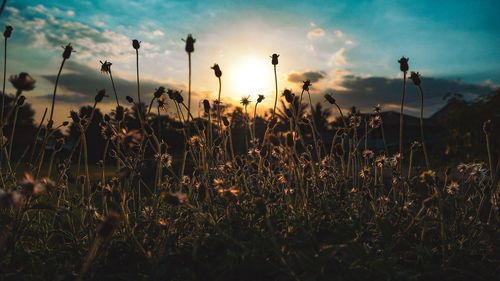 Plants growing on field against sky during sunset