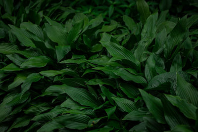 Close-up of plants