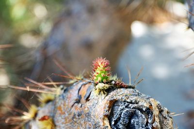 Close-up of lizard on rock