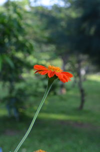 Close-up of red flower on field