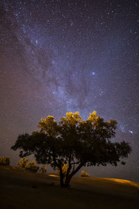 Tree on land against star field at night