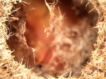 Macro shot of dry plants