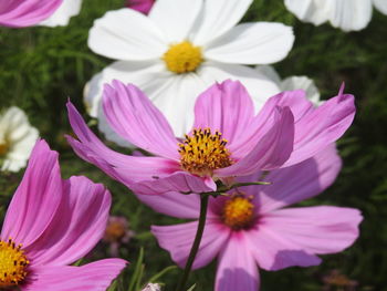 Close-up of pink cosmos flowers