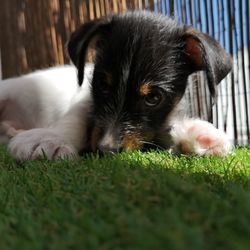 Close-up portrait of a dog