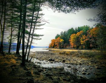 Trees by sea against sky