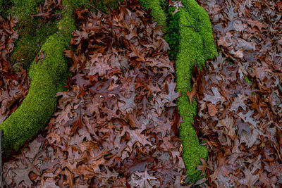 Dried oak leaves and moss in the forest