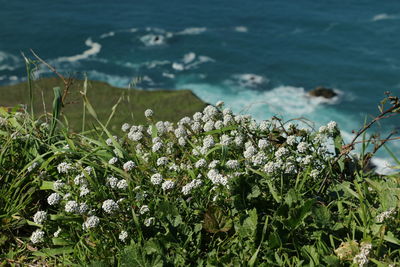 Close-up of flowers