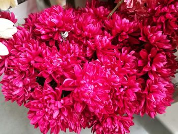 Close-up of pink flowers