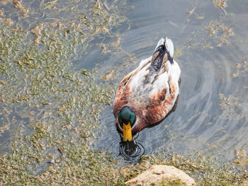 Wild duck drake feeding on the river bank