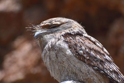 Close-up of eagle