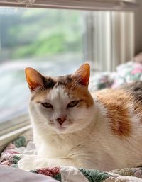 Close-up portrait of a cat