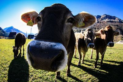 View of cows on field