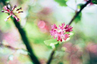 Close-up of pink flowers