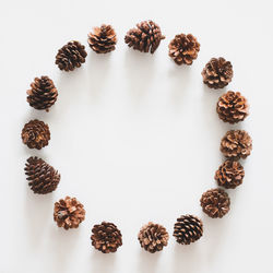 High angle view of pine cone on white background