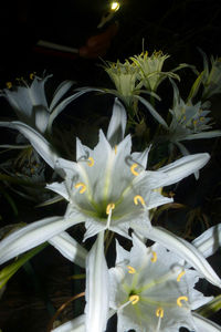 Close-up of flowers