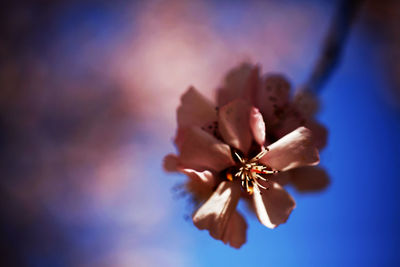 Close-up of insect on flower