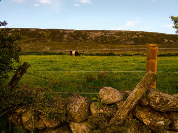 Scenic view of field against sky