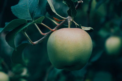 Close-up of apple growing on tree