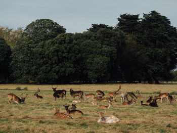 Flock of birds on grassy field against sky