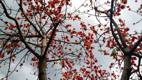 Low angle view of apple blossoms against sky