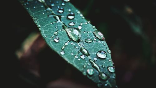 Close-up of raindrops on leaf