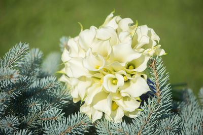 Close-up of calla lilies on pine leaves