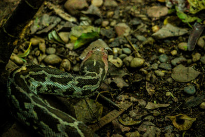 High angle view of a snake on land