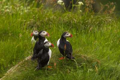 High angle view of puffins on grass