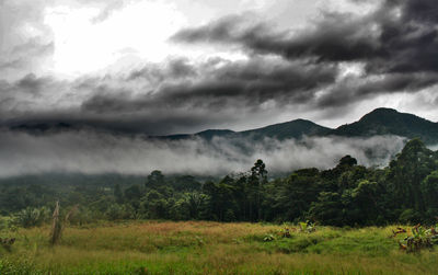 Low clouds in the tropical forest of belize