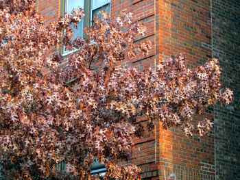 Flowers growing on tree