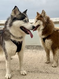 pet