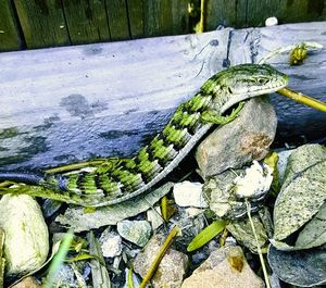 Close-up of lizard