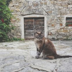 Cat sitting on a wall of building