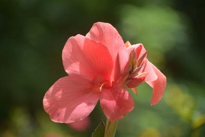 Close-up of pink rose flower