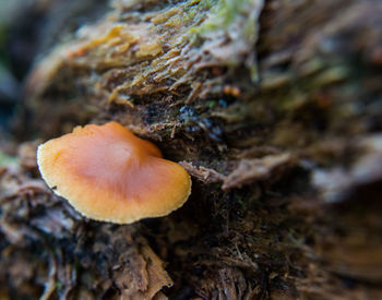 Close-up of mushroom growing outdoors