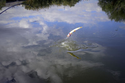 High angle view of birds swimming in lake