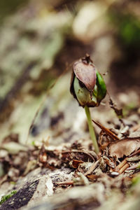 Close-up of dried plant on field