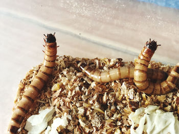 High angle view of insect on sea