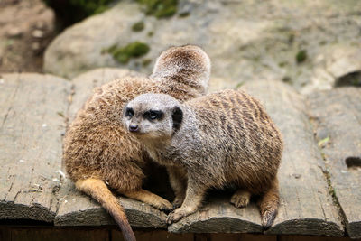 Close-up of meerkat