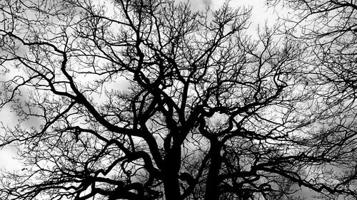 Low angle view of bare tree against clear sky