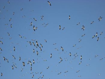 Low angle view of birds flying against clear sky