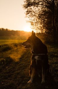 Dog standing on grassy field