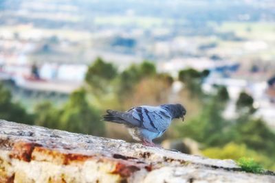 Close-up of bird perching on retaining wall