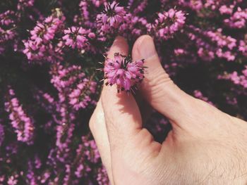 Cropped hand of man holding pink heathers