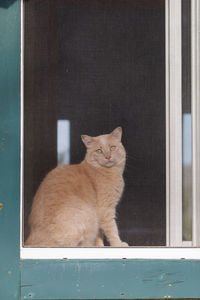 Cat sitting on window