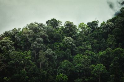 Low angle view of trees in forest against sky