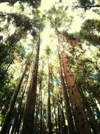 Low angle view of trees in forest